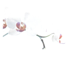 Symbole